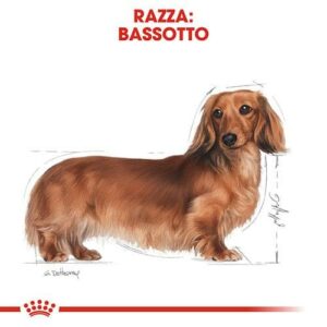 Royal Canin BHN Dachshund Adult - Foto 1 | AlanDog