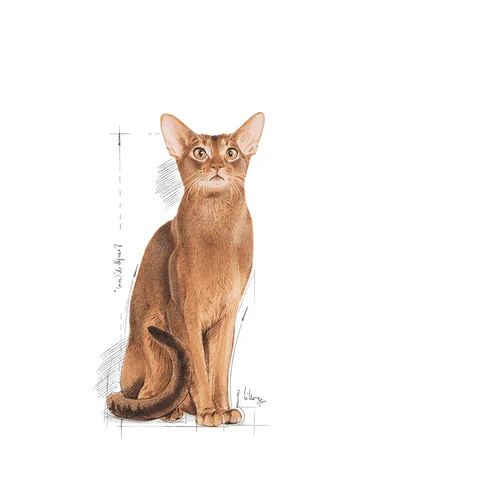 royal canin exigent Royal Canin FHN Exigent Protein - Foto 2 | AlanDog