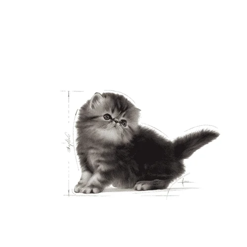 Royal Canin FBN Kitten Persian - Foto 5 | AlanDog