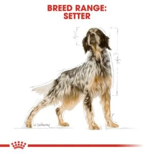 setter-adult-royal-canin