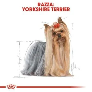 yorkshire