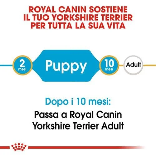 Royal Canin BHN Yorkshire Puppy - Foto 4 | AlanDog