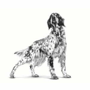 Royal Canin VHN Gastro Intestinal Cane - Foto 1 | AlanDog