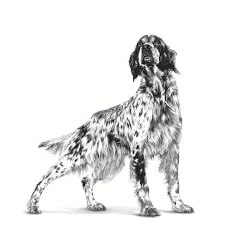 royal-canin-gastro intestinal-dog-2 Royal Canin VHN Gastro Intestinal Cane - Foto 1 | AlanDog