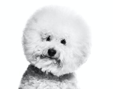 Bichon_Frise-piccolo