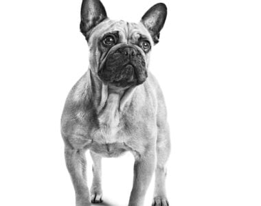 Bouledouge-francese-cucciolo