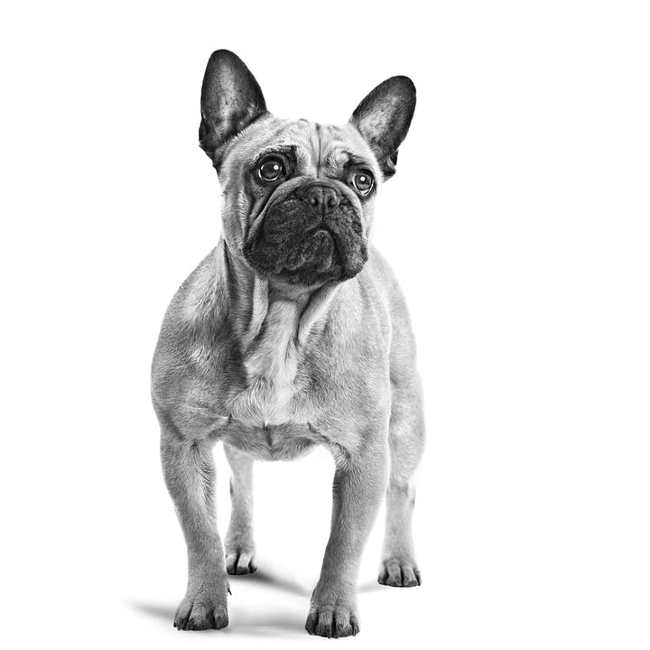 Bulldog Francese - Caratteristiche Fisiche, Origine e Curiosità