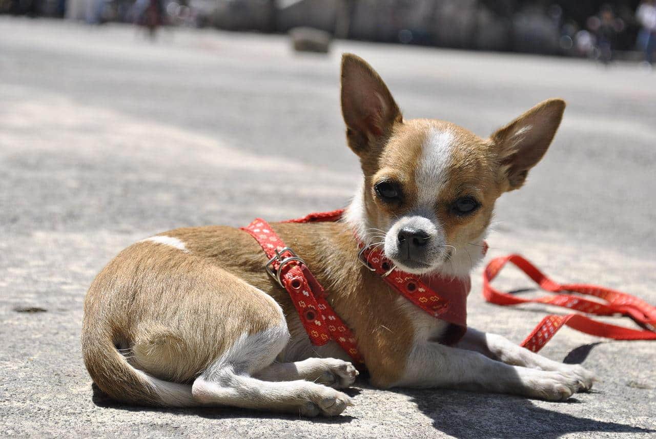 Chihuahua-cane-mini