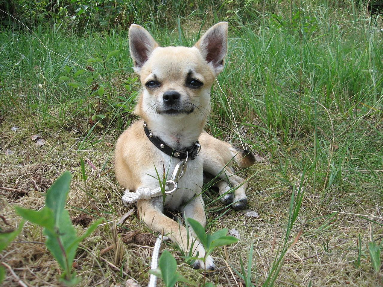 Chihuahua-foto