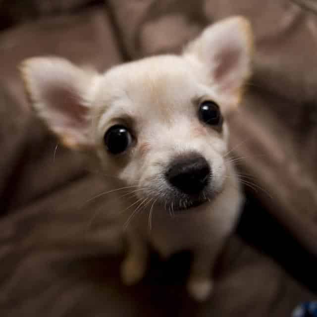 Chihuahua-cucciolo