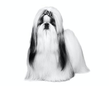 Shih Tzu Adulto