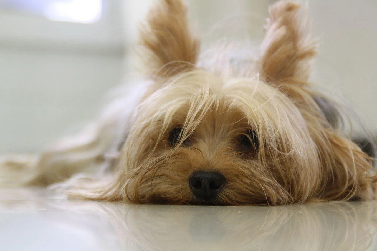 Yorkshire Terrier 3 Yorkshire-piccolo