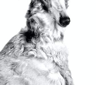 Borzoi_levriero