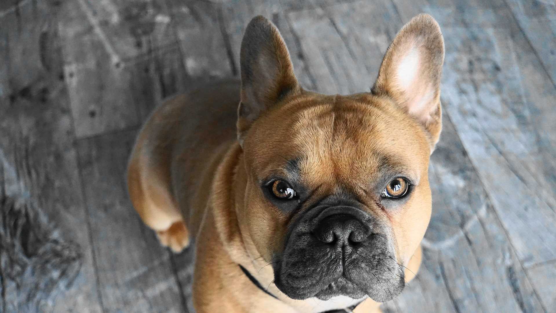 Bulldog francese (carattere, alimentazione, cura)