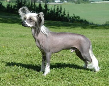 chinese-crested-dog