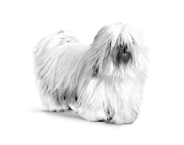 coton-de-tulear-adult-white
