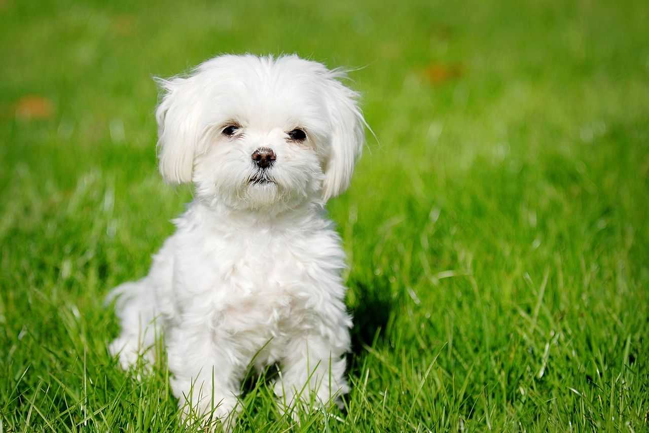 puppy-maltese-bianco-piccolo