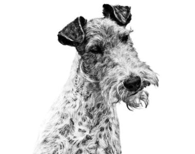 fox-terrier-royal-canin