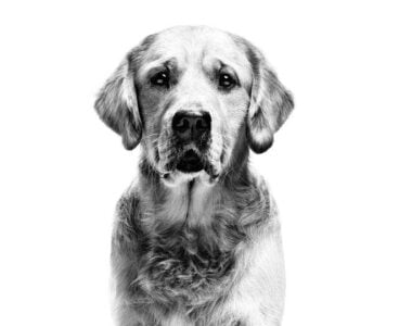 royal-canin-golden-retriever-adult