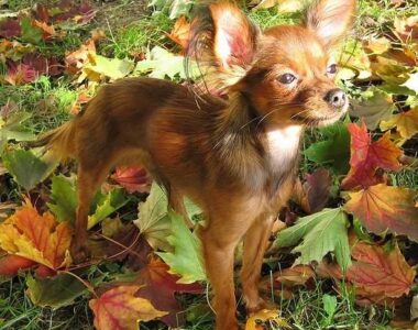 russian-toy-long-hair