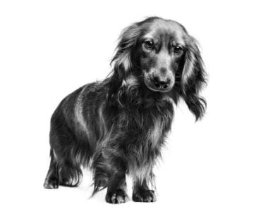 bassotto-tedesco-royal-canin