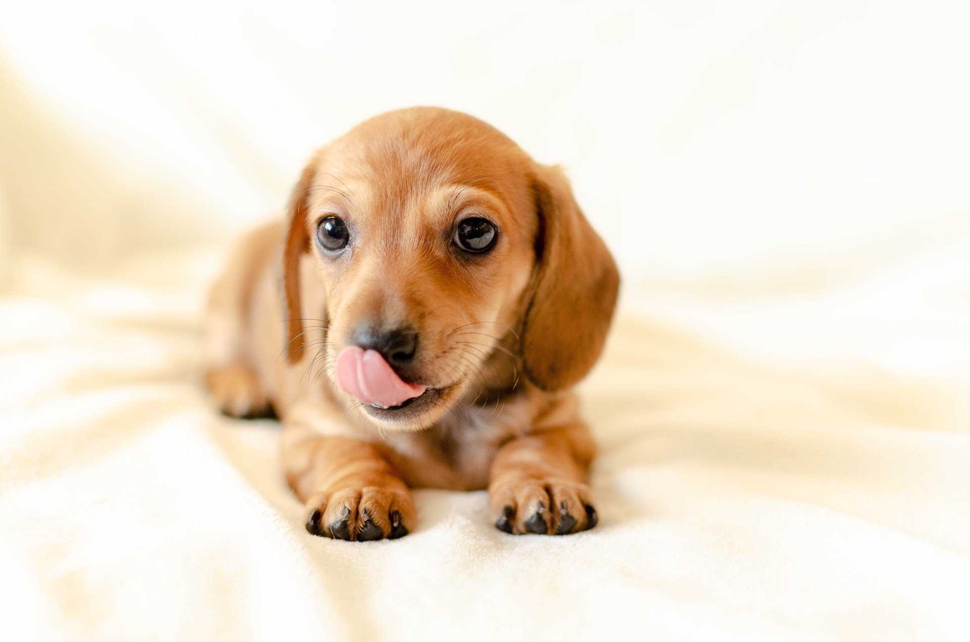 dachshund-bassotto-tedesco-puppy-marrone