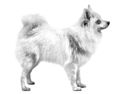 volpino-italiano-adult-senior-puppy