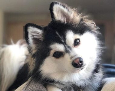 pomsky-americano-puppy-bianco-nero