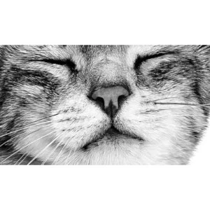 royal-canin-sensory-FEEL