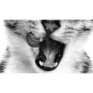 Royal Canin FHN WET Sensory Taste Gatto