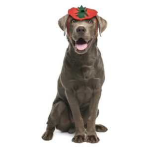 Dog Pumpkin Headband Halloween Costume