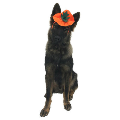 Dog Pumpkin Headband Halloween Costume dimensioni
