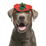 Dog Pumpkin Headband Halloween Costume