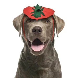 Dog Pumpkin Headband Halloween Costume - MIDLEE | AlanDog