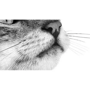 royal-canin-sensory-SMELL