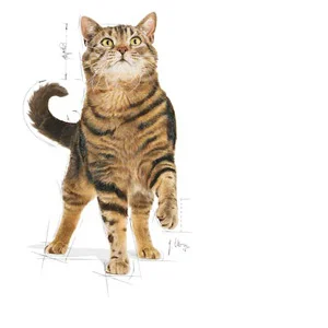 Royal Canin FCN Appetite Control Care Gatto - Foto 2 | AlanDog