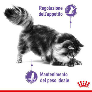 royal canin appetite control care gatto crocchette 4