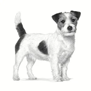 Royal Canin Anallergenic Small Dog - Foto 3 | AlanDog