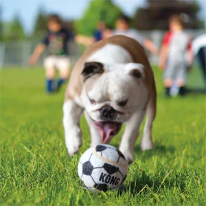 Kong Cane Sport Ball - Foto 2 | AlanDog