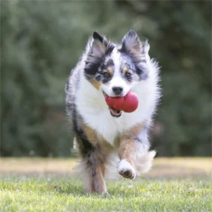 Kong Classic per Cani - Foto 7 | AlanDog