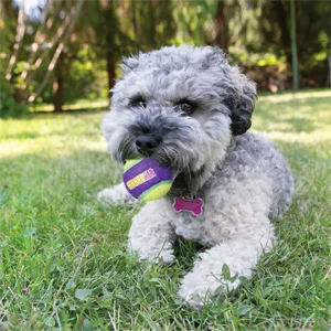 Kong Cane CruchAir Balls Media - Foto 3 | AlanDog