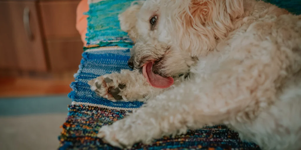 Perché il mio cane lecca le zampe? 1 Cane che lecca zampa
