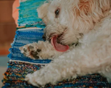 Cane che lecca zampa