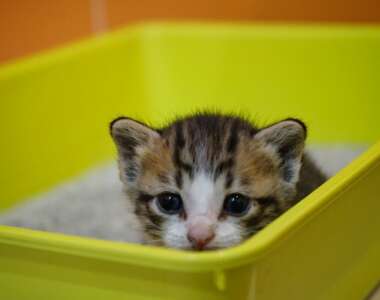 cat_litter_lettiera_gatto