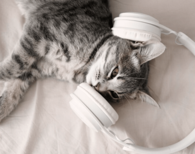 cat_music