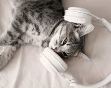 cat_music
