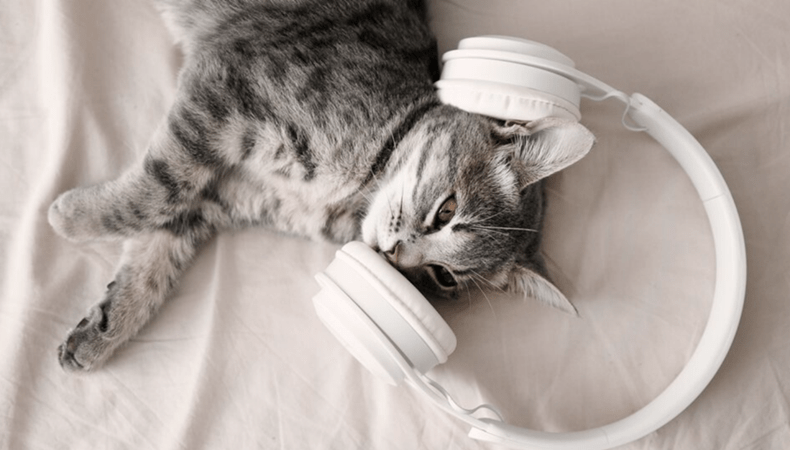 cat_music