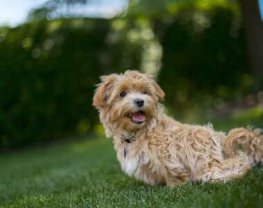 Razze di cani di taglia piccola