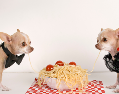 cane puo mangiare la pasta