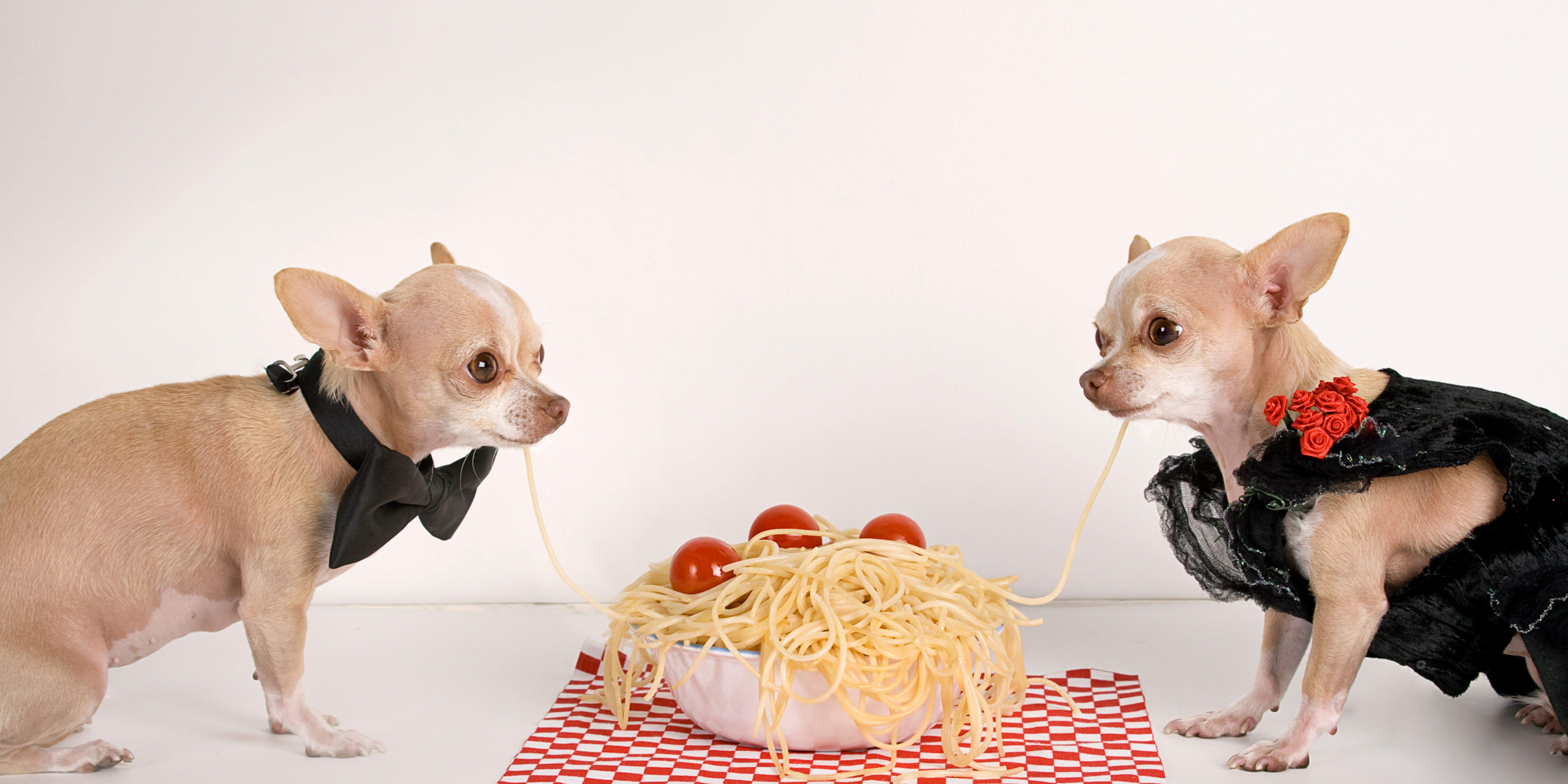 cane puo mangiare la pasta